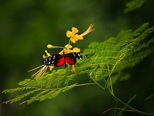 red and black long-winged butterfly perching on yellow flower during daytime